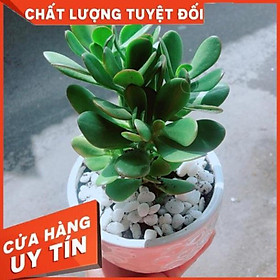 Chậu Cây Ngọc Bích