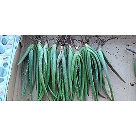 Mua set 5 cây nha đam mỹ giống loại 20-30cm( trên gang tay)