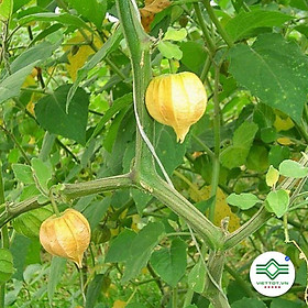 Mua Cây Tầm Bóp (Lồng đèn) Khô 1kg