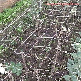 Mua LƯỚI LÀM GIÀN (1 2 x 20m)