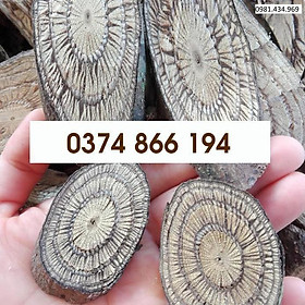 Dây Gắm Khô Hỗ Trợ XươngKhớp