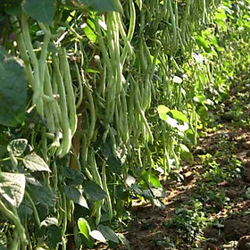 Mua 01 Gói Hạt Giống Đậu Cove Leo Bốn Mùa