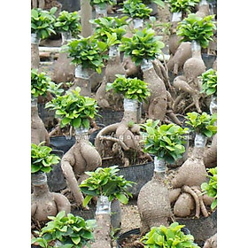 Mua CÂY SANH LÙN NHẬT BONSAI MIMI SIÊU ĐẸP  CÂY PHONG THỦY ĐỂ BÀN VƯỢNG KHÍ CHO GIA CHỦ