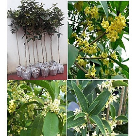 Mua CÂY MỘC HƯƠNG TA HOA VÀNG- CÂY 3 NĂM TUỔI