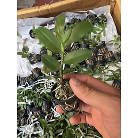 Mua phi điệp(giả hạc) tím hòa bình hàng gieo hạt