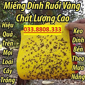 Bộ 10 miếng bẫy ruồi vàng dùng cho vườn lan, cây ăn trái - Bẫy Dính Ruồi Vàng Siêu Hiệu Quả