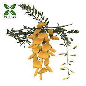 Hạt Giống Bông Điên Điển Tứ Quý (Thái) – 50 Hạt – Ra Hoa Quanh Năm, Dễ Trồng, Dùng Nấu Ăn