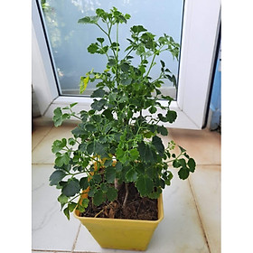 Chia sẻ kinh nghiệm kỹ thuật trồng đinh lăng đúng cách #18 Chia sẻ kinh nghiệm kỹ thuật trồng đinh lăng đúng cách