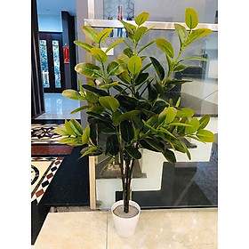 Mua Combo Cây Phúc giả cao 1 mét và chậu cói size M