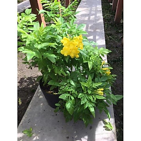 Mua Cây hoa chuông vàng (hoa hoàng Yến)