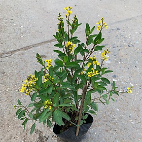 Hình ảnh Cây hoa kim đồng vàng cao 35cm, rất dễ trồng cực sai hoa và nở quanh năm, thích hợp trồng trang trí cảnh quan, sân vườn