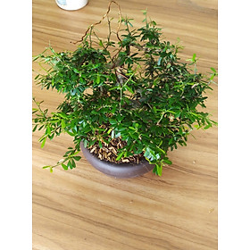 Mua Cây Linh Sam Bonsai Mini - Chưng bàn làm việc-Phong Thủy ( Cây có sẵn chậu)