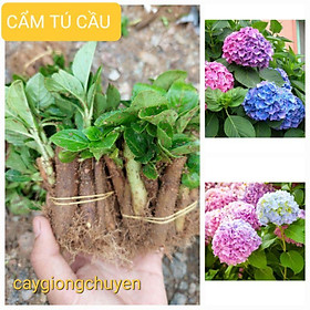 Mua COMBO 10 CÂY GIỐNG HOA CẨM TÚ CẦU ĐỔI MÀU