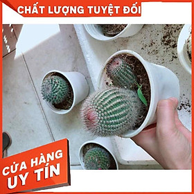 Xương rồng hồng từ dinh Nhiều Người Mua