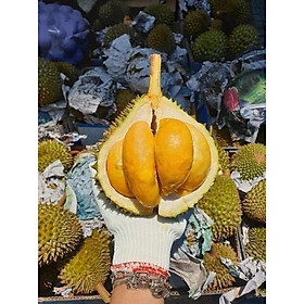 Mua Giống Cây Sầu Riêng mini Thái Lan (18 tháng cho trái)