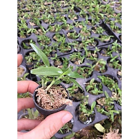 Hoa phong lan phi điệp Ma Nới gieo hạt