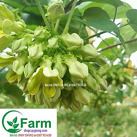 Mua Cây giống hoa. thiên lý cây đẹp chuẩn giống