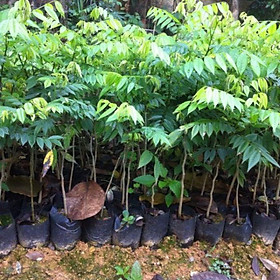 Mua Cây giống sưa đỏ