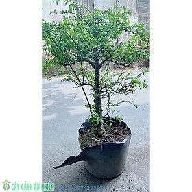 Mai Chiếu Thuỷ Bonsai