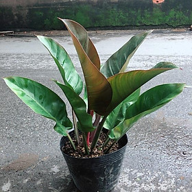 Mua Cây Trầu Bà Đế Vương Đỏ