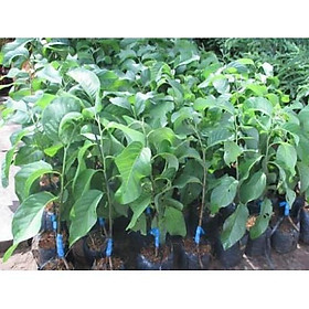 Cây Na thái - Na Xiêm  cho trái siêu to khổng lồ