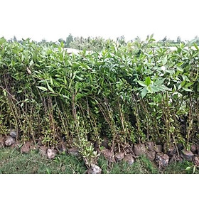 Mua Cây Bần giống cao 50cm -1m 946sp