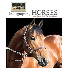 Photographing Horses: How to Capture the Perfect Equine Image