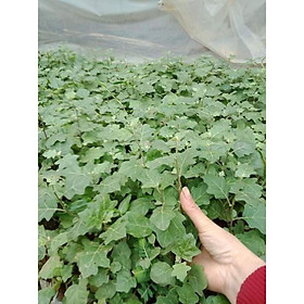 Mua Cây giống cà gai Leo