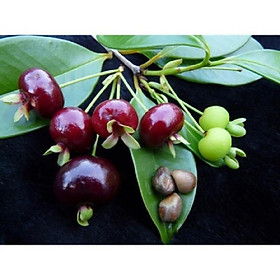 Mua CÂY GIỐNG CHERRY BRAZIL CHỊU NHIỆT QUẢ TO ĐỎ MỌNG CAM KẾT CHUẨN GIỐNG F1