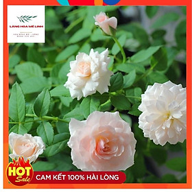 Mua Hoa hồng Misaki Rose - Nếu bạn muốn chọn một giống hoa khỏe  sai hoa  dễ trồng   hoa màu hồng phấn