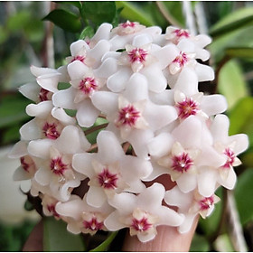 Mua Chậu cây cẩm cù hoya Carnosa White
