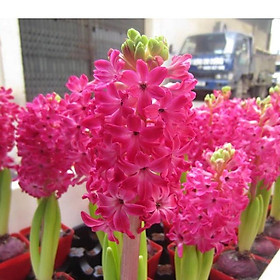 Củ hoa tiên ông hồng đậm - 1 củ
