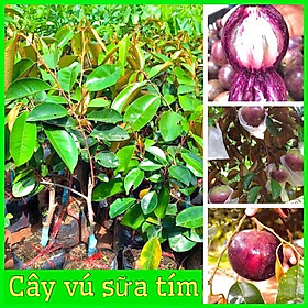 Mua Cây vú sữa tím quả to siêu ngon ngọt mùi thơm hấp dẫn ( cây ươm từ hạt)