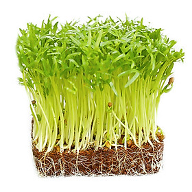 Mua Hạt Giống Mầm Rau Muống Dễ Trồng Gói 50Gr RM01