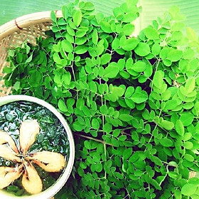 CÂY GIỐNG CHÙM NGÂY SIÊU NĂNG SUẤT, SIÊU KINH TẾ- CAM KÊT GIỐNG CHUẨN