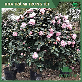 Cây Hoa Trà Mi Hoa Nhiều Màu, Trưng Dịp Tết