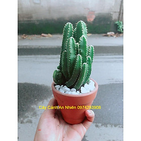 Mua Chậu Xương Rồng Thanh Sơn