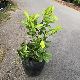 Cây Siro giống siêu trái - size 30-40cm