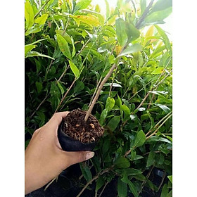 Mua Hoàng mai Huế | Cây giống hoàng Mai Huế cây thuần F1
