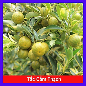 Mua Cây Tắc Cẩm Thạch - cây cảnh để bàn + tặng phân bón cho cây