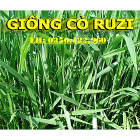 1kg Hạt giống cỏ RUZI, cỏ chịu dẫm đạp