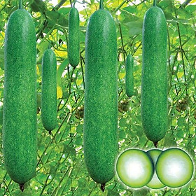 Mua Hạt giống bí đao sặt  bí đao xanh - trái dài siêu trái