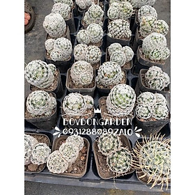 Cây xương rồng mammillaria mami