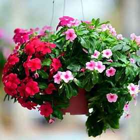 Mua CHẬU HOA DỪA CẠN SIÊU ĐẸP