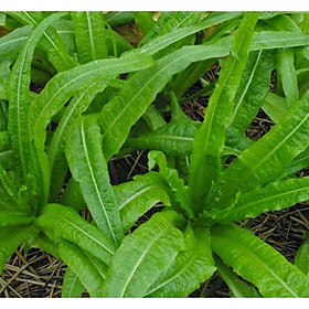 Hạt Giống Rau Diếp Thơm Đặc Biệt-gói 5Gram
