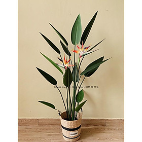 Mua Cây giả - Cây Thiên điểu cao 1m6