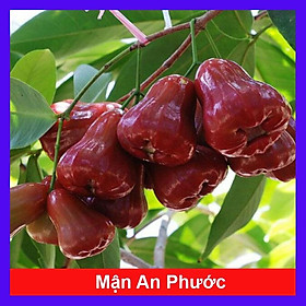 Mua Mận An Phước ( cây roi đỏ ) không hạt + cho quả sau 3 tháng + tặng phân bón