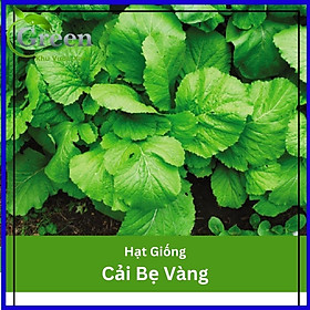 Hạt Giống Cải Bẹ Vàng Chịu Nhiệt, Ăn Ngon - Gói 20gam