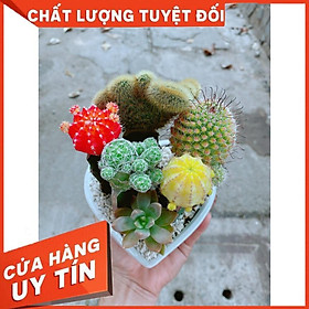 Chậu xương rồng tiểu cảnh