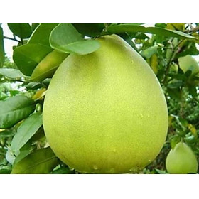 Mua CÂY GIỐNG BƯỞI NĂM ROI